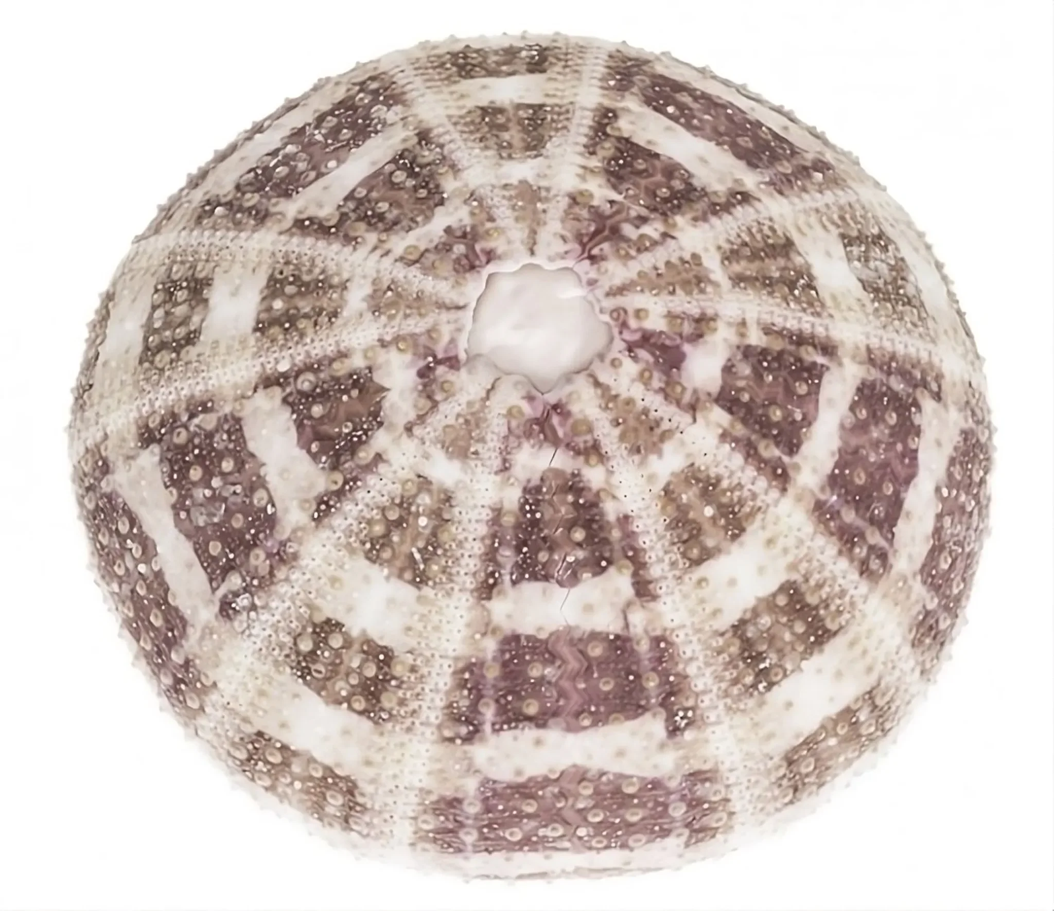 NaDeco – Seeigelgehäuse „Alfonso“ 6–8 cm